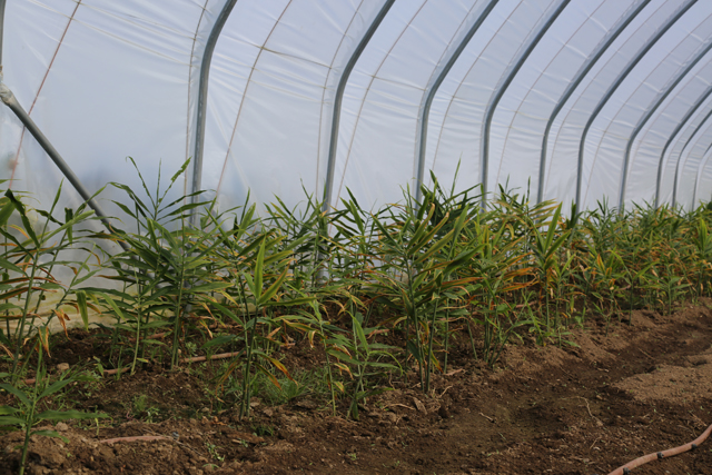 Ginger grown at MarGene Farms in Mattituck.