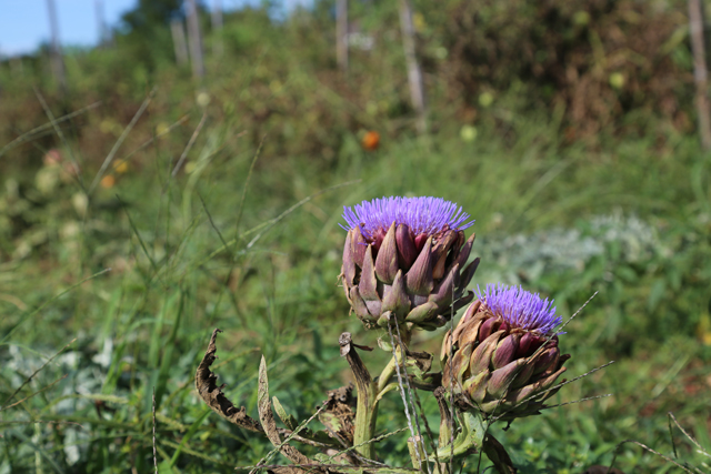 These artichokes are past ripeness.