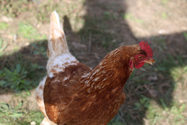 A MarGene Farms chicken.