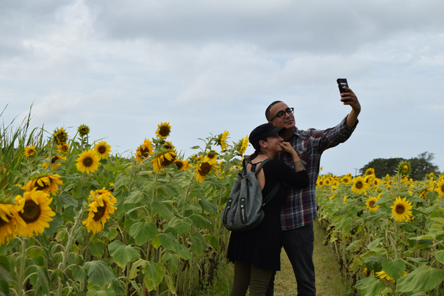 Ivan Gonzalez and April del Castro of Amityville snap a selfie in the sunflower patch.