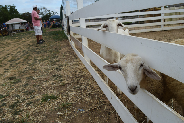 Livestock at the farm.