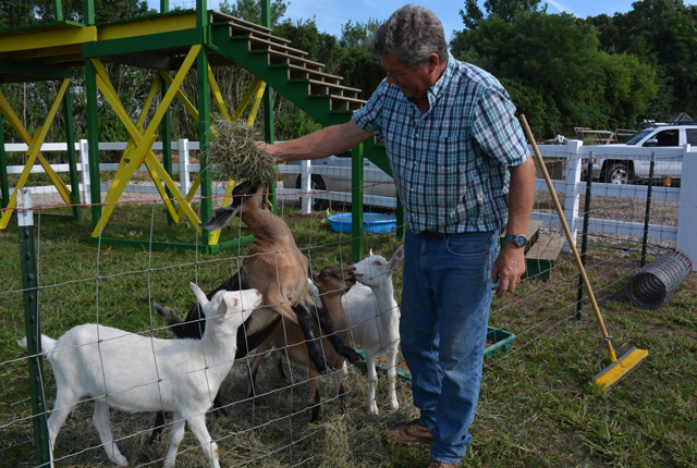 Owner George Gabrielsen feeds his goats in their new pen (Credit: Monique Singh-Roy)
