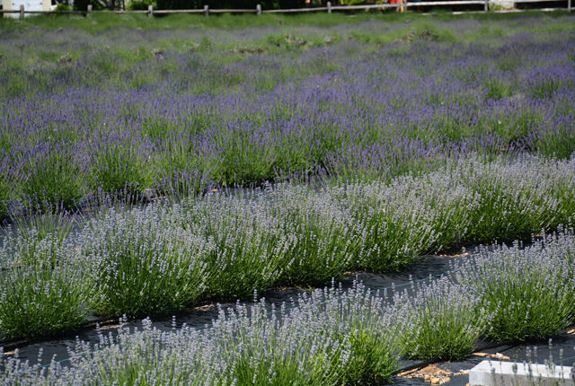 Lavender1