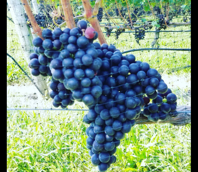 Screen Shot 2016-09-11 at 6.29.48 PM