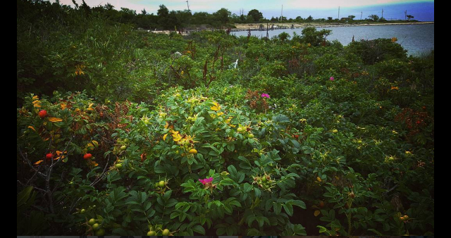 Screen Shot 2016-09-11 at 6.33.46 PM