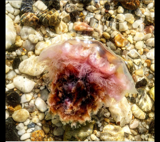 Screen Shot 2016-09-11 at 6.43.00 PM