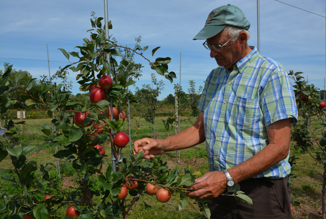 Wickham's Fruit Farm owner Tom Wickham examines his snapdragon apple trees (Credit: Monique Singh-Roy)