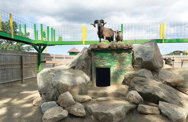 Farm animals at Fink's Country Farm in Wading River. (Credit: Grant Parpan)