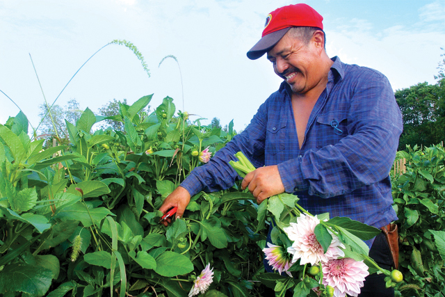 Leonard Borneo cuts dahlias to take to the markets.