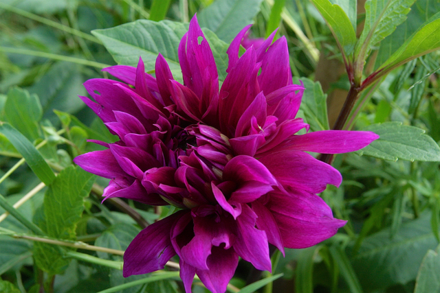 A Thomas Edison dahlia.