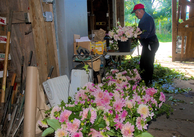 Leonardo Borneo prepares bouquets of dahlias for the markets at Pierpont Blossom Farm in Baiting Hollow Farm Thursday morning.