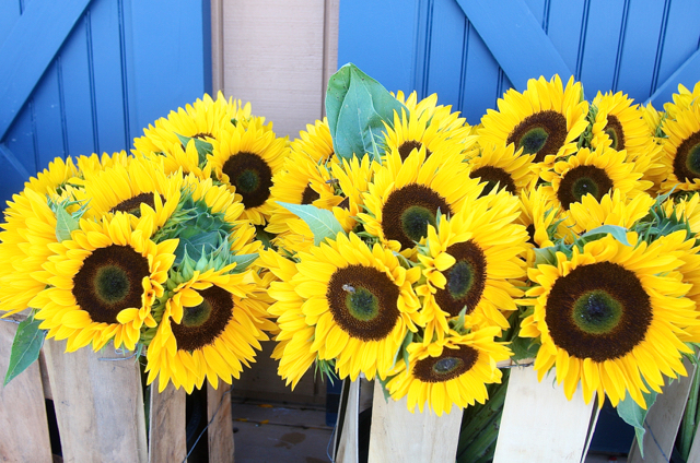 Sunflowers at Schmitt’s Farm on Sound Avenue in Riverhead.