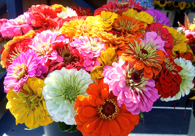Zinnias at Schmitt’s Farm in Riverhead.
