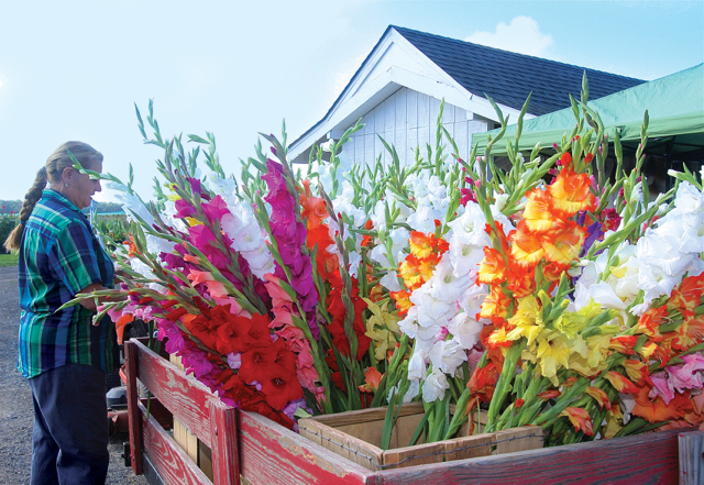 Patty DiVello with bunches of gladiolas at her Mattituck farmstand.