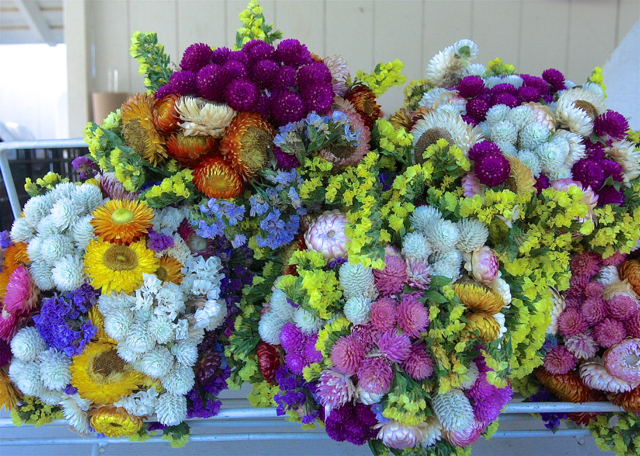 Bouquets of gomphrena at Patty’s Berries & Bunches.
