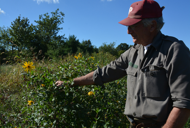 Biophilia Organic Farm owner Phil Barbuto examines the flowers growing from his Jerusalem artichokes (Credit: Monique Singh-Roy)