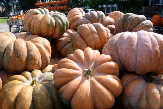 Long Island Cheese Pumpkins for sale at Bayview Market & Farm (Credit: Barbaraellen Koch)