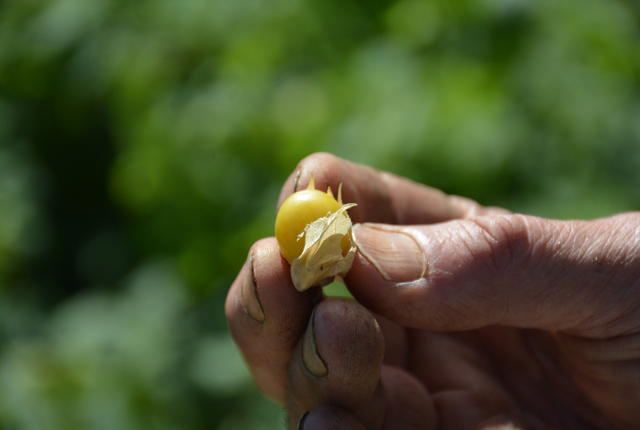 A ground cherry still in its natural husk (Credit: Monique Singh-Roy)