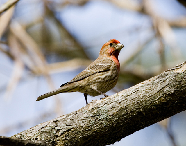 A male house finch. (Credit: Chris Paparo)