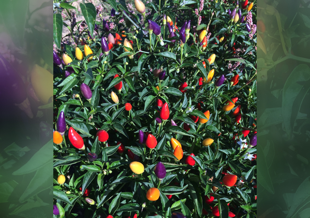 Ornamental peppers at the Cornell Cooperative Extension Horiticultural Research Center in Riverhead. (Credit: Mark Sisson, courtesy)