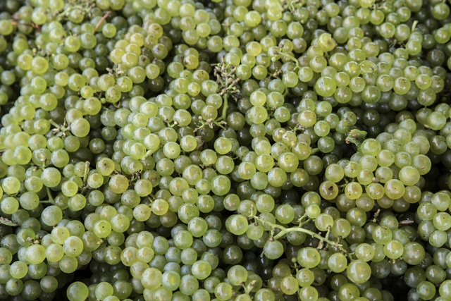 Martha Clara chardonnay grapes. (Credit: Randee addona)