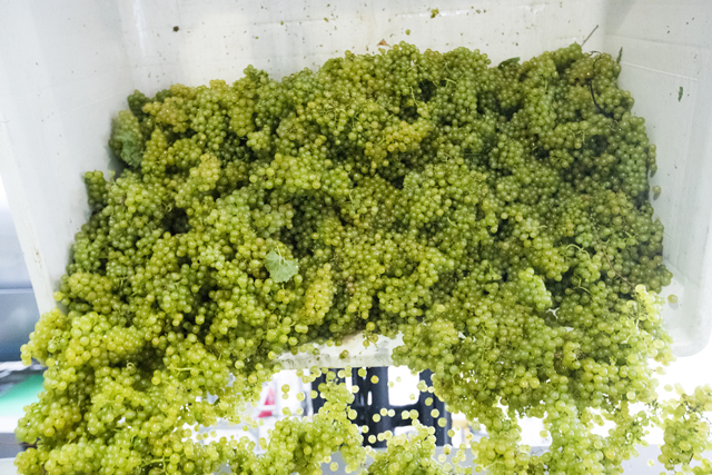 Chardonnay grapes get pressed for Martha Clara Vineyards .