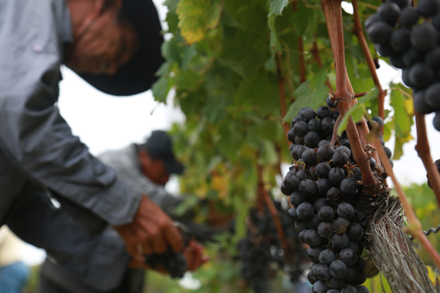 Lenz Winery merlot harvest