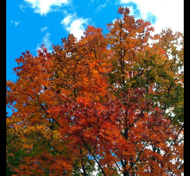 screen-shot-2016-10-16-at-2-53-46-pm