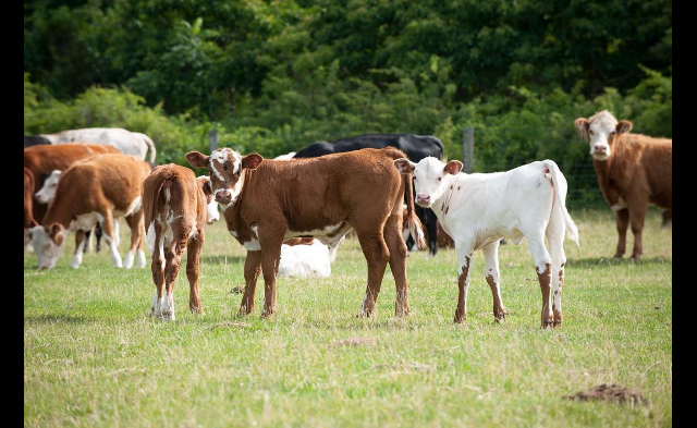 screen-shot-2016-10-16-at-3-09-43-pm