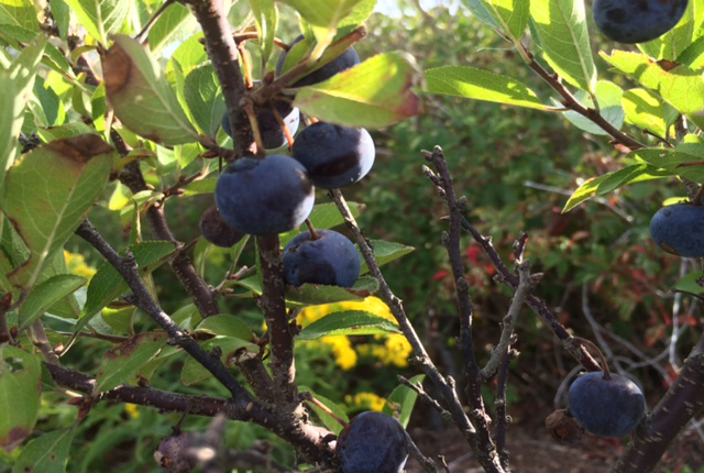 Beach plum shrubs typically grow in sandy soil