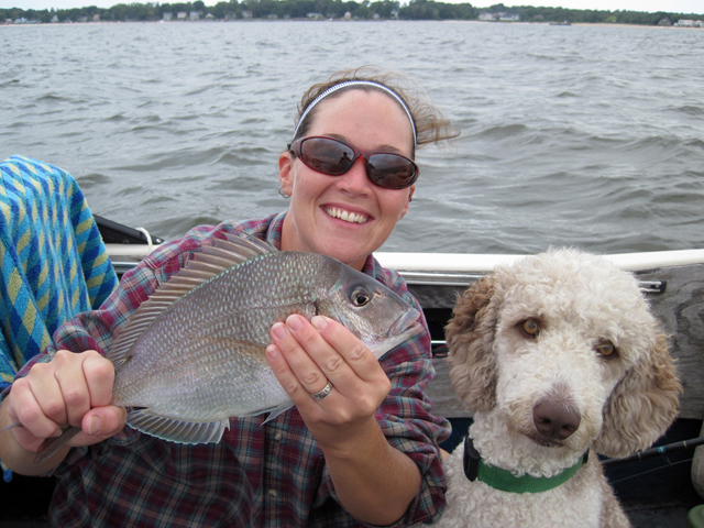 Porgies can often be found while searching for blackfish. They frequent the same type of structures and feed on similar bait. (Credit: Chris Paparo)