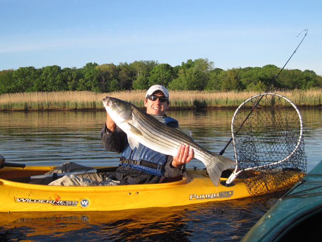 The striped bass is probably the most prized local game fish.