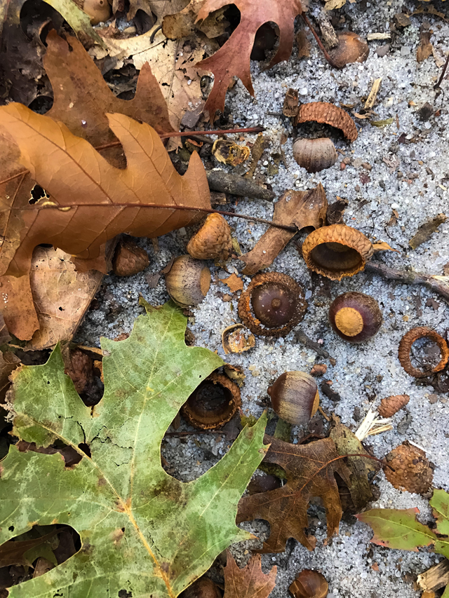 North Fork fall foliage