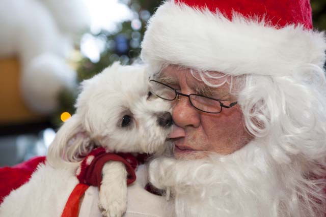 Take your four-legged friend to meet Santa At Chick's Agway in Southold or Talmage Agway in Riverhead this month. his photo, however, was snapped at a North Fork Animal Welfare League event in 2013. (Credit: Katharine Schroeder)