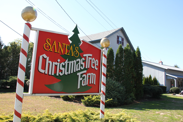 Santa's Christmas Tree Farm, Cutchogue