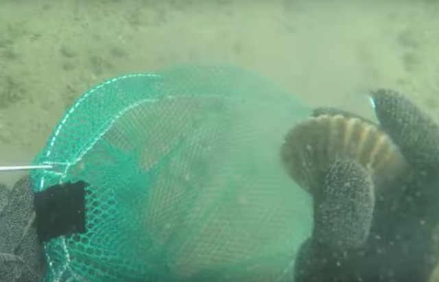 Chris Paparo underwater scallops