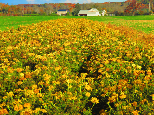 North Fork fall foliage