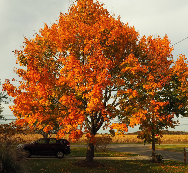 North Fork fall foliage