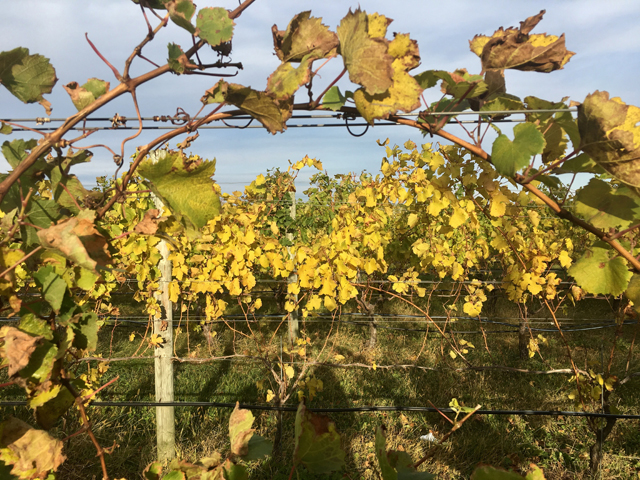 North Fork foliage