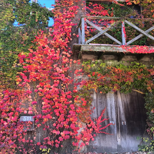 North Fork fall foliage