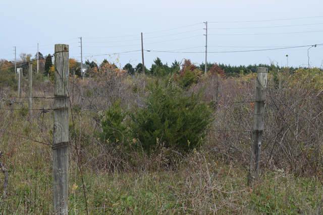Abandoned vineyard