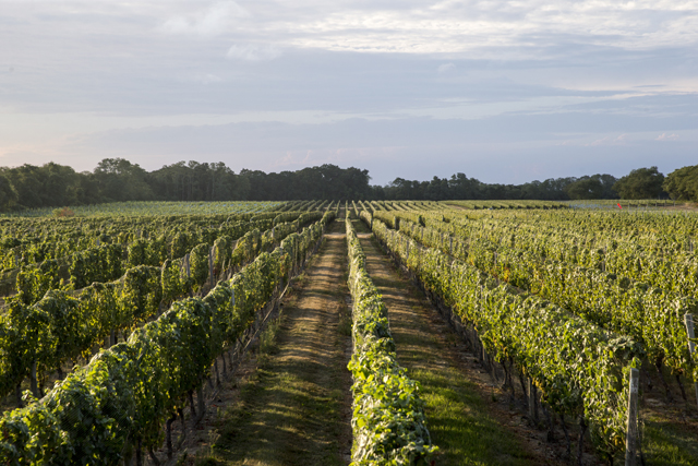 Long Island winery wine grapes harvest