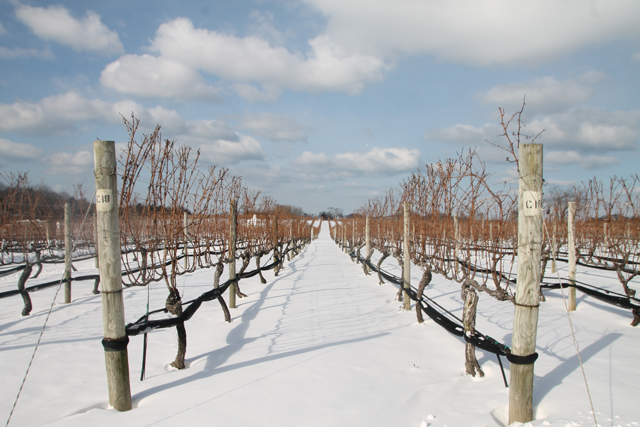 Snowy Vines
