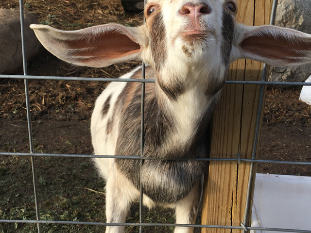 North Fork goat