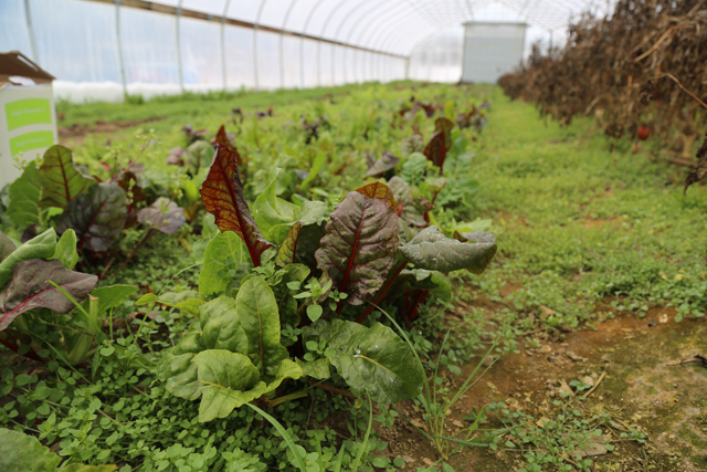 MarGene Farm