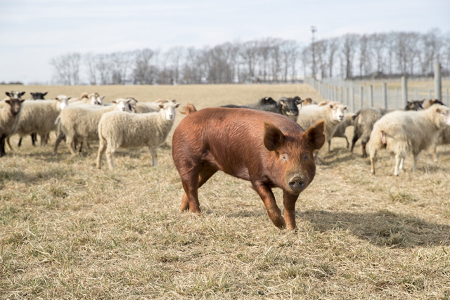 A Tamworth pig and Icelandic sheep at 8 Hands Farm in Cutchogue. (Credit: Randee Daddona, file photo)