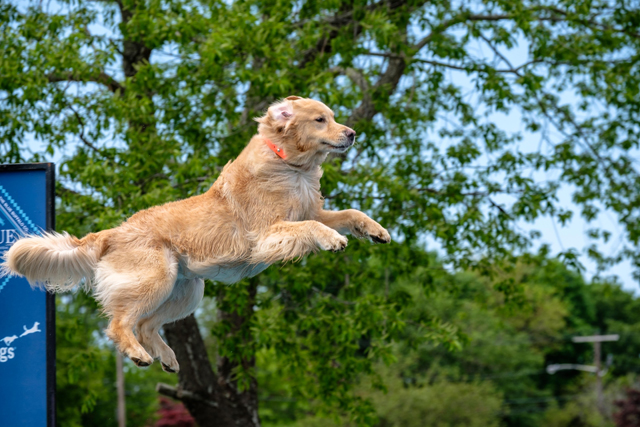 A scene from the North Fork Dog Dock-Diving festival at Greenport Harbor Brewing Co. last year (Credit: Jeremy Garretson)