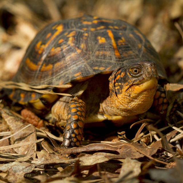 The eastern box turtle. (Credit: Chris Paparo)