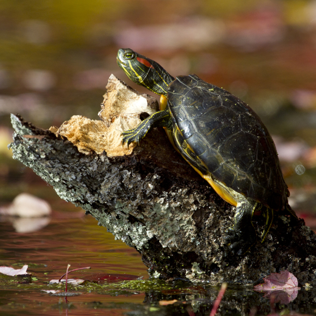 A red eared slider. (Credit: Chris Paparo)