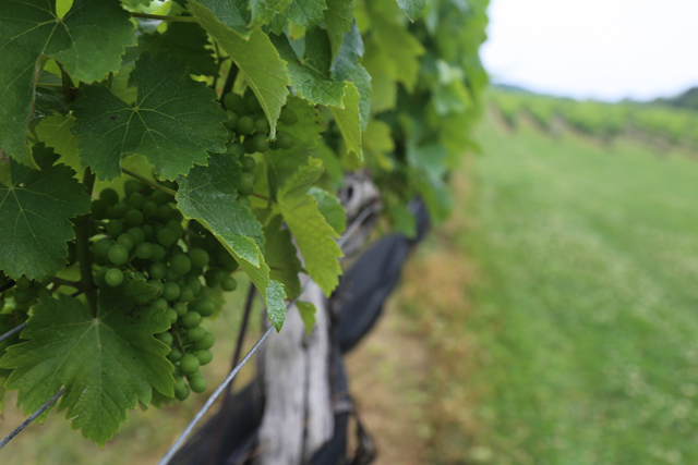 vineyard grapes